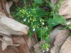 Fleischmannia microstemon