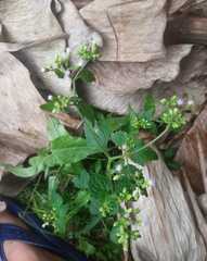 Fleischmannia microstemon