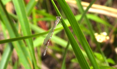 Austrolestes leda