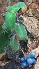 Coccocypselum lanceolatum