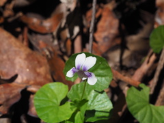 Viola banksii