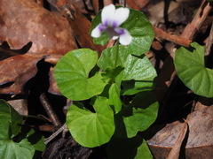 Viola banksii