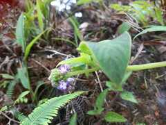 Coccocypselum lanceolatum