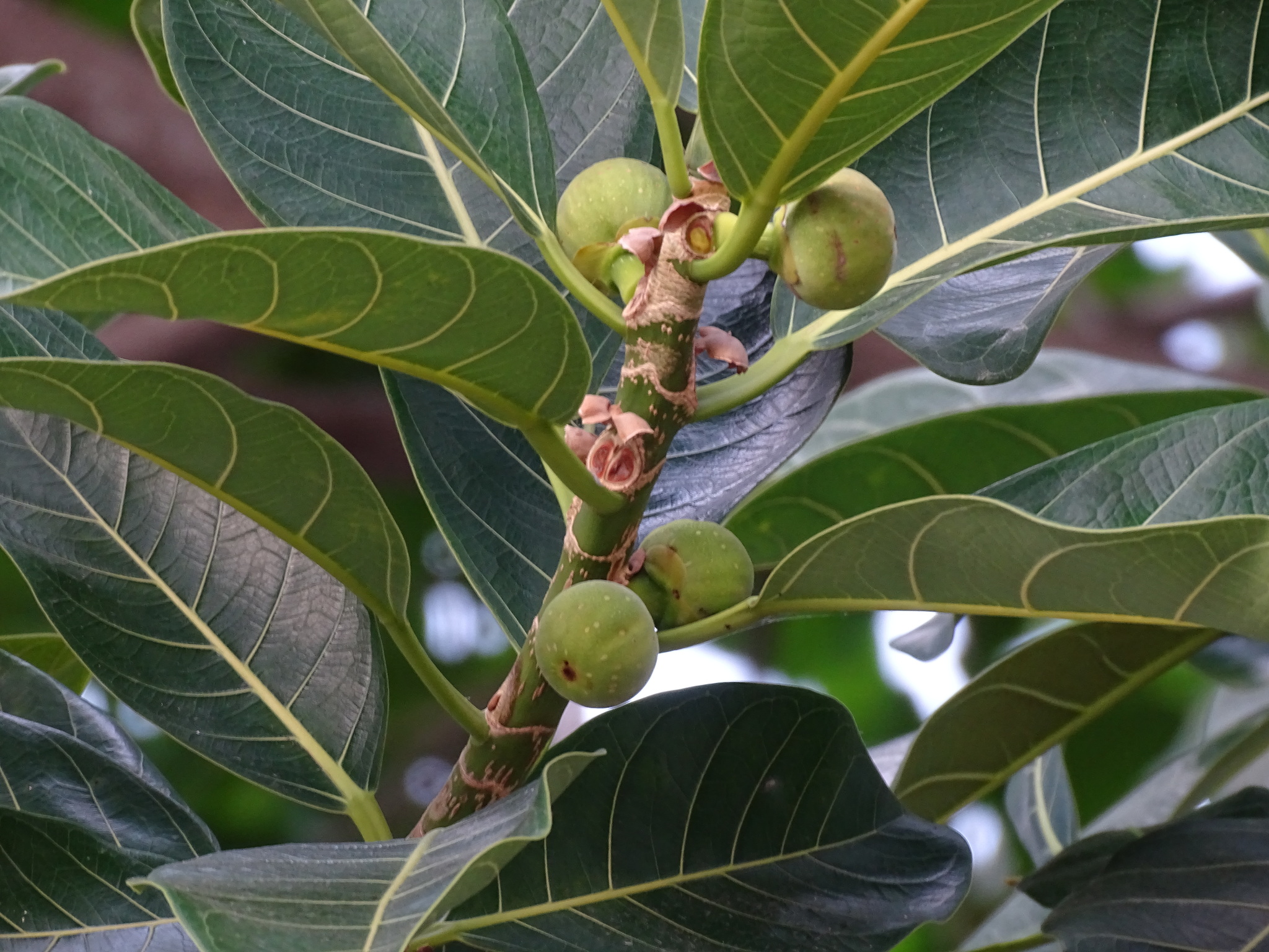 Ficus obtusifolia Kunth