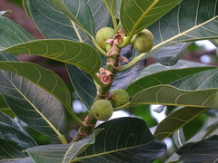 Ficus obtusifolia