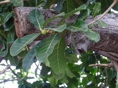 Ficus obtusifolia