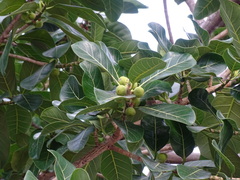 Ficus obtusifolia