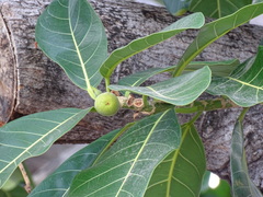 Ficus obtusifolia
