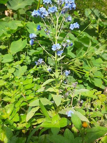 Cynoglossum amabile