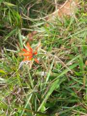 Castilleja arvensis arvensis