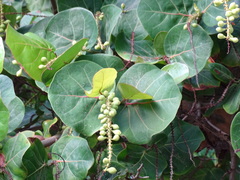 Coccoloba uvifera