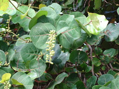 Coccoloba uvifera