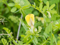 Anthophila