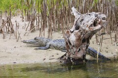 Crocodylus moreletii