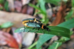 Chauliognathus lugubris
