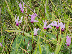 Cyclamen persicum