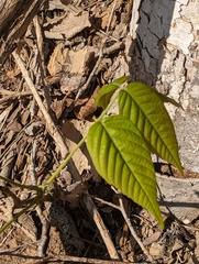 Ungnadia speciosa