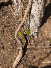 Ungnadia speciosa