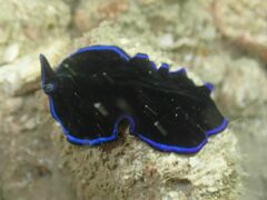 Pseudoceros caeruleocinctus