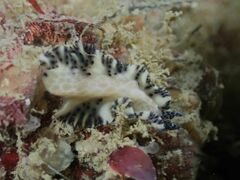 Maritigrella fuscopunctata