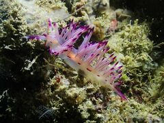 Coryphellina lotos