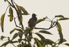 Pycnonotus barbatus tricolor