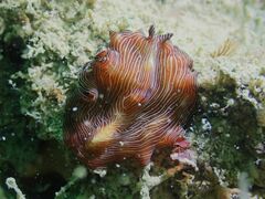 Pseudobiceros fulgor