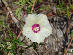 Distimake dissectus dissectus