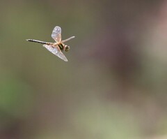 Hydrobasileus brevistylus