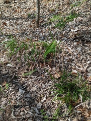 Chasmanthium latifolium