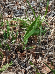 Chasmanthium latifolium