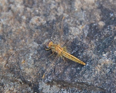Crocothemis sanguinolenta
