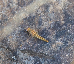 Crocothemis sanguinolenta