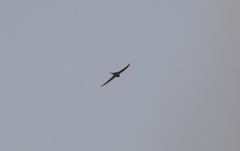 Cypsiurus parvus