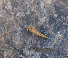 Crocothemis sanguinolenta