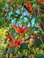 Passiflora aurantia