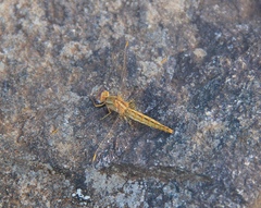 Crocothemis sanguinolenta