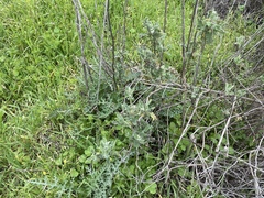 Salvia dominica