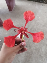 Delonix regia