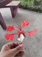 Delonix regia