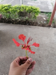 Delonix regia