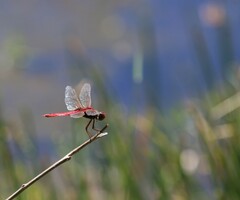 Urothemis aliena