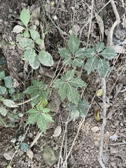 Gynostemma pentaphyllum