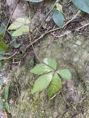 Tetrastigma obtectum