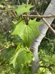 Delairea odorata