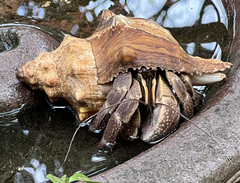 Coenobita brevimanus