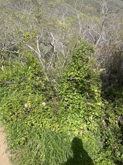 Delairea odorata