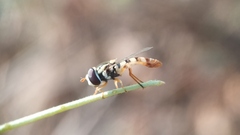 Ischiodon
