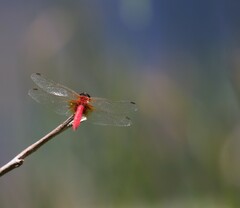 Aethriamanta nymphaeae