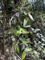 Ficus pumila awkeotsang